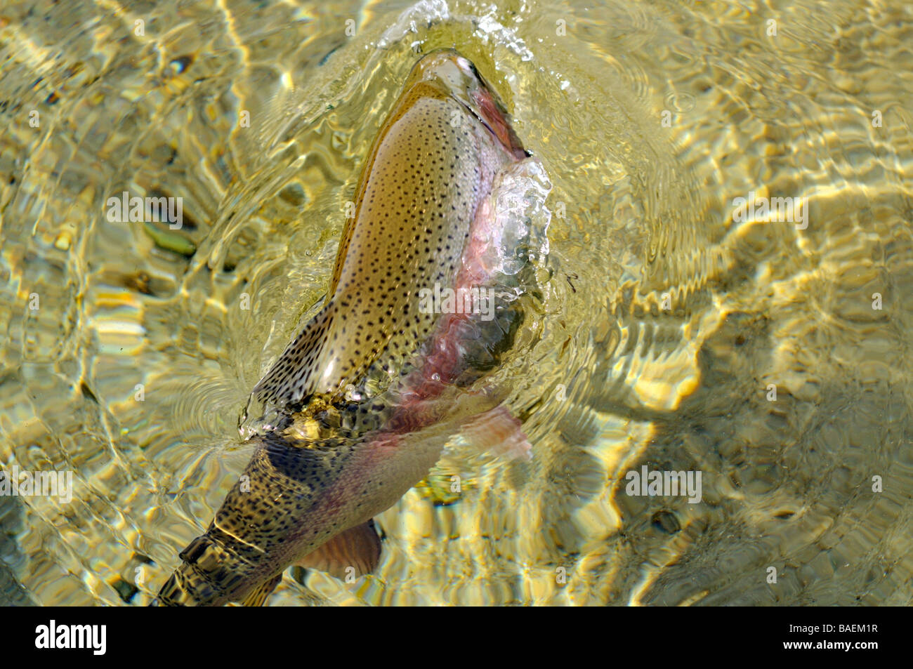 Rainbow trout jump hi