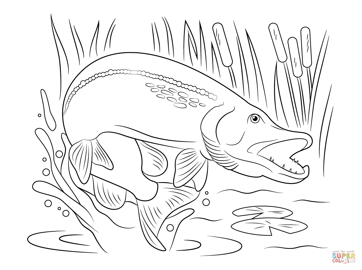 Northern pike jump out of water coloring page free printable coloring pages