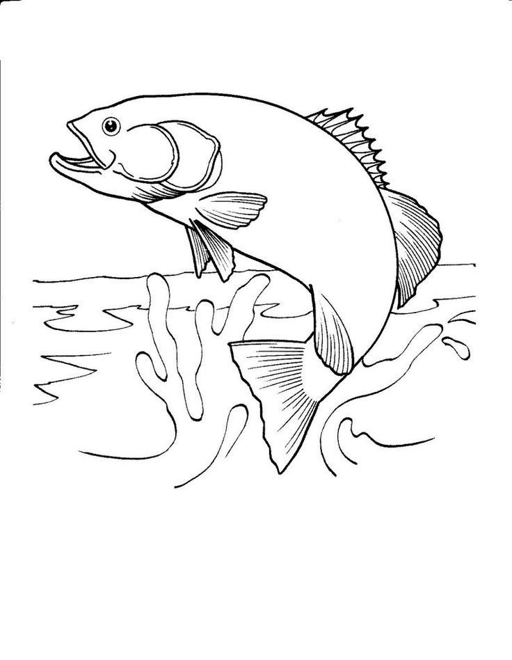 Coloringrocks fish coloring page turtle coloring pages animal coloring pages