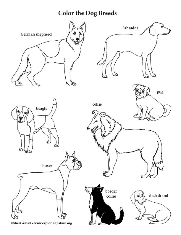 Dog breeds coloring