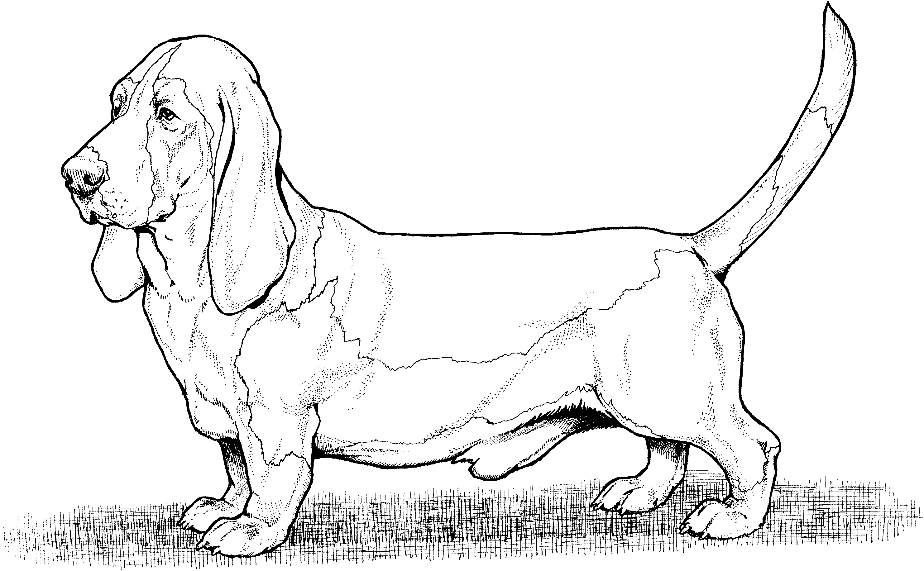 Dog breed coloring pages dog coloring page animal coloring pages hound dog