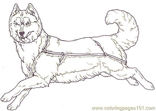 Mural tsb sled dog facing reverse coloring page for kids