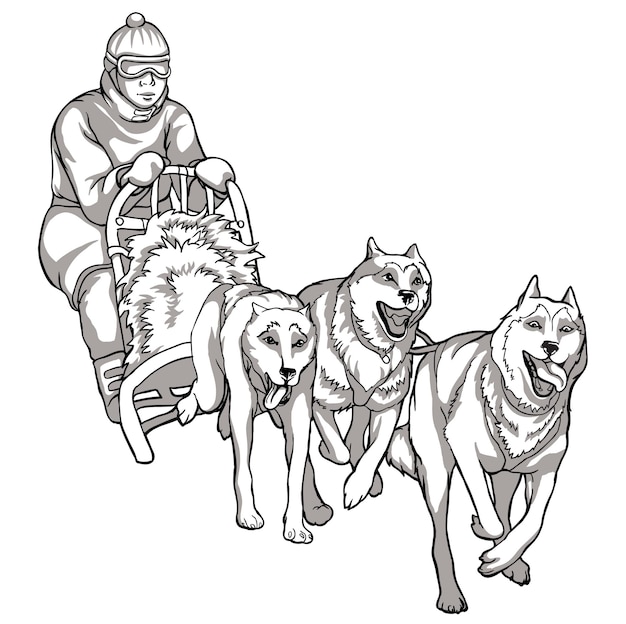 Premium vector sled dogs animal helpers linear drawing of dogs driving a man traditions of the northern peoples black and white drawing
