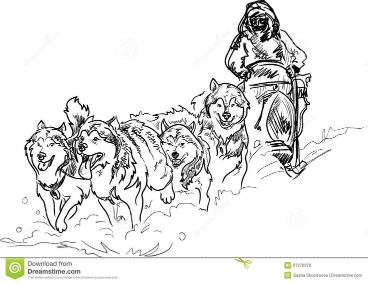 Alaskan sled dogs dog coloring page animal coloring pages dog sledding
