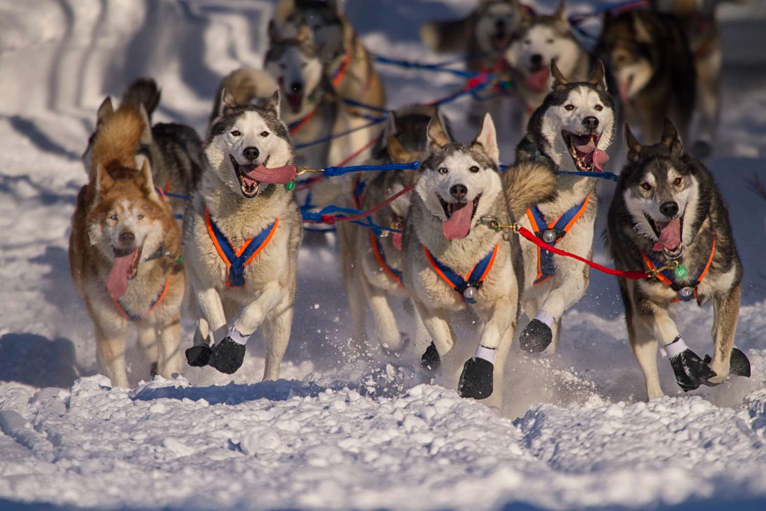 Iditarod coloring pages and word search printables