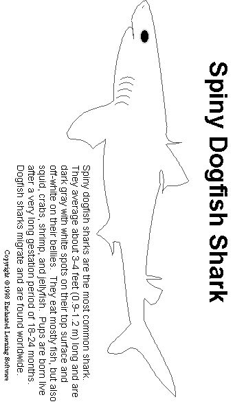 Spiny dogfish shark dogfish shark shark facts shark