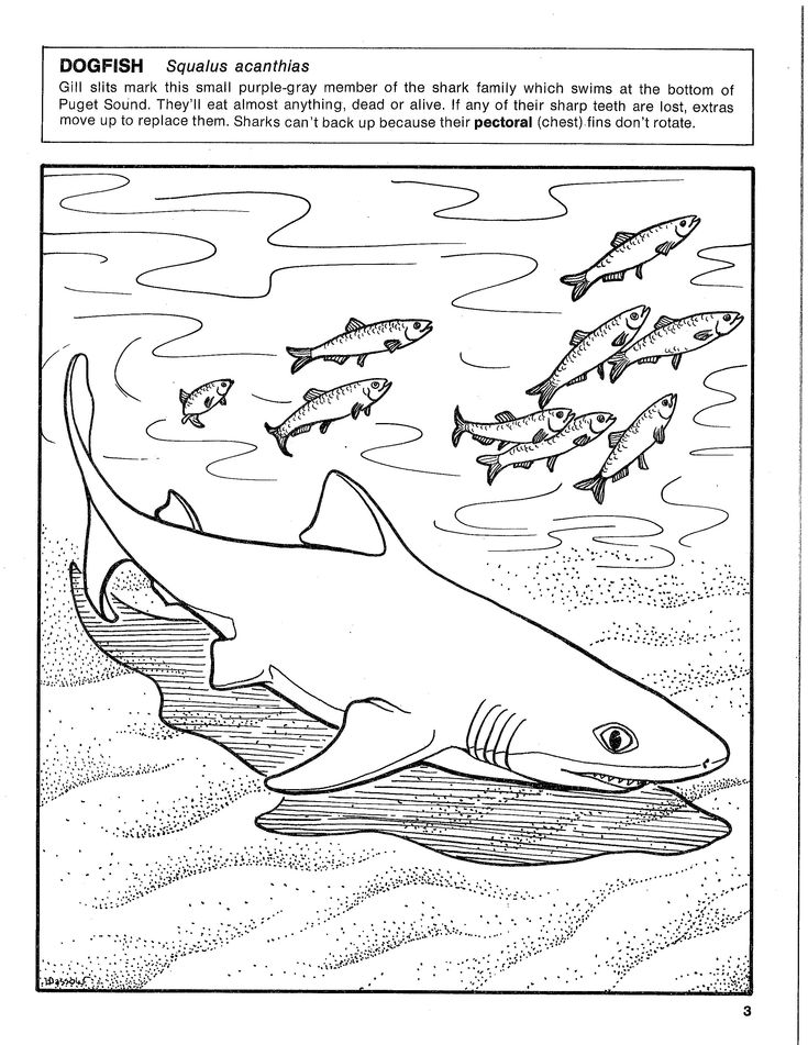 Dogfish coloring page coloring pages color page