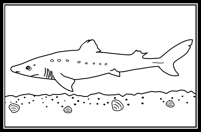 Atlantic spiny dogfish shark â delaware sea grant