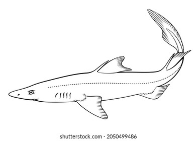 Spurdog images stock photos d objects vectors