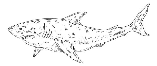 Dogfish stock illustrations royalty