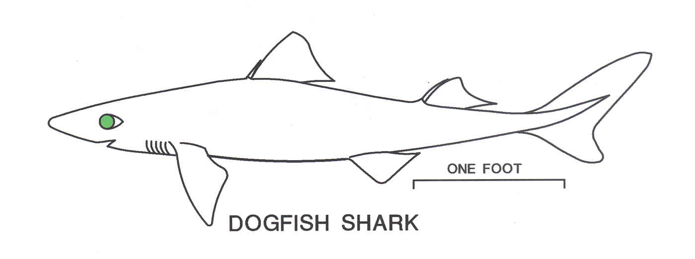 Dogfish shark fishery â ww ii â my brother jim carmel finley
