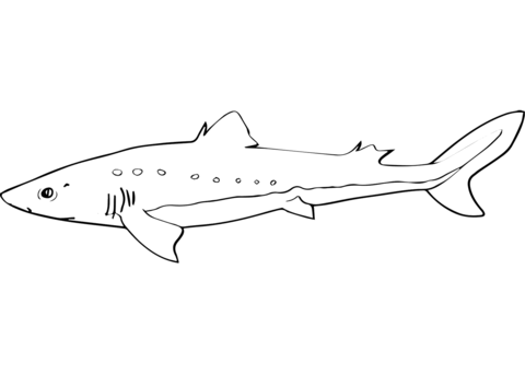 Spiny dogfish coloring page free printable coloring pages