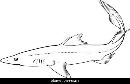 Dogfish shark cut out stock images pictures