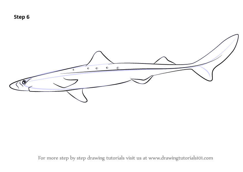 How to draw a spiny dogfish fishes step by step