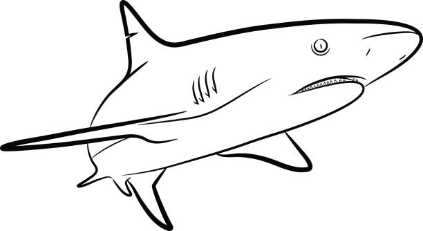 Shark line art stock illustration