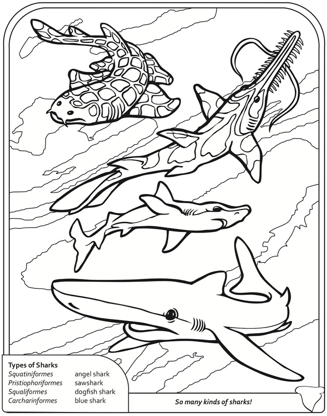 Wele to dover publications shark coloring pages ocean coloring pages dover publications