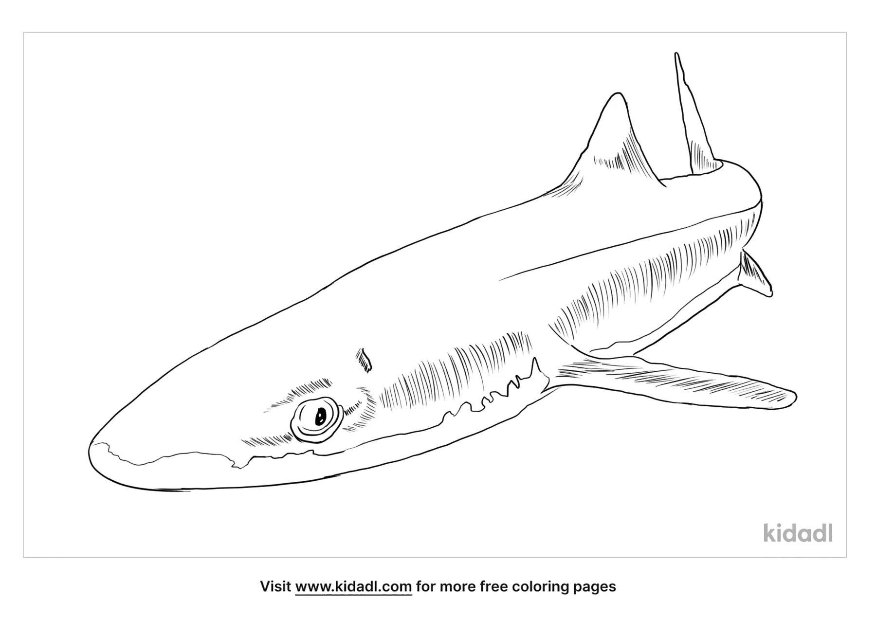 Free dogfish shark coloring page coloring page printables