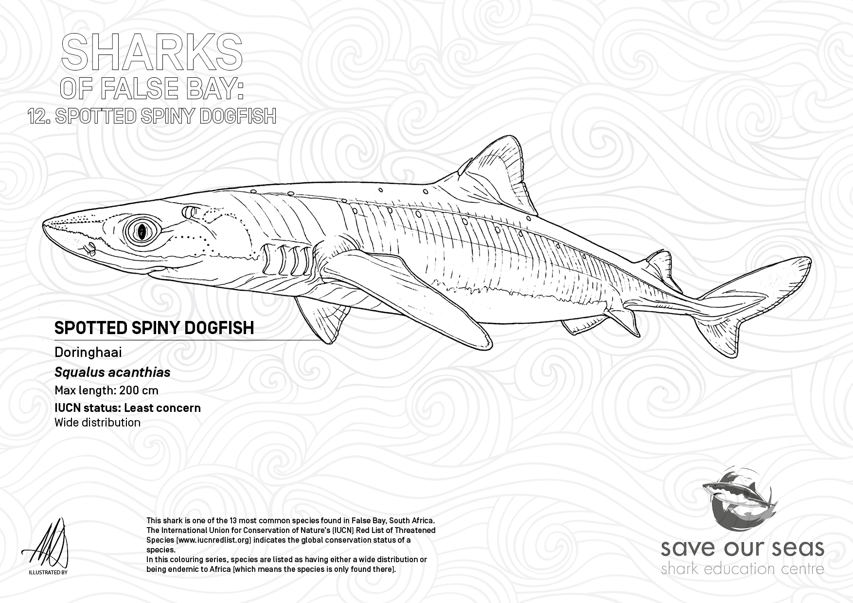 Spotted spiny dogfish