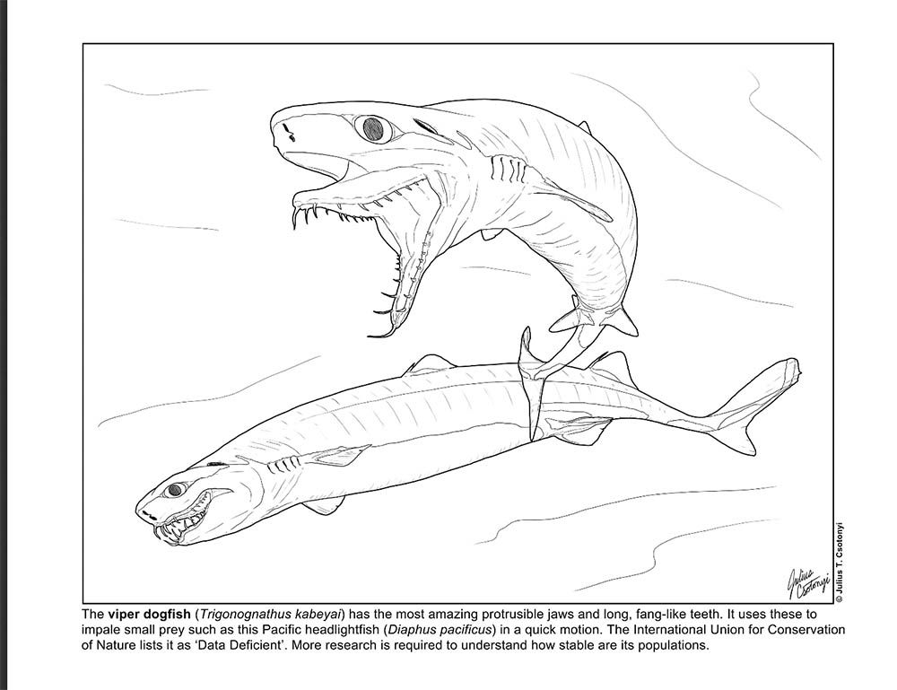 Shark education on x sharksunday dive into the world of deepsea sharks with our viper dogfish coloring sheet artwork from our art team member jcsotonyi httpstcosdgrwkdy diversesharks httpstcoloynuxsor x