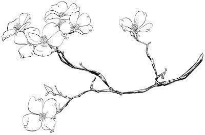 Pin by krista gronli on book illustration dogwood tattoo dogwood flower tattoos flower drawing
