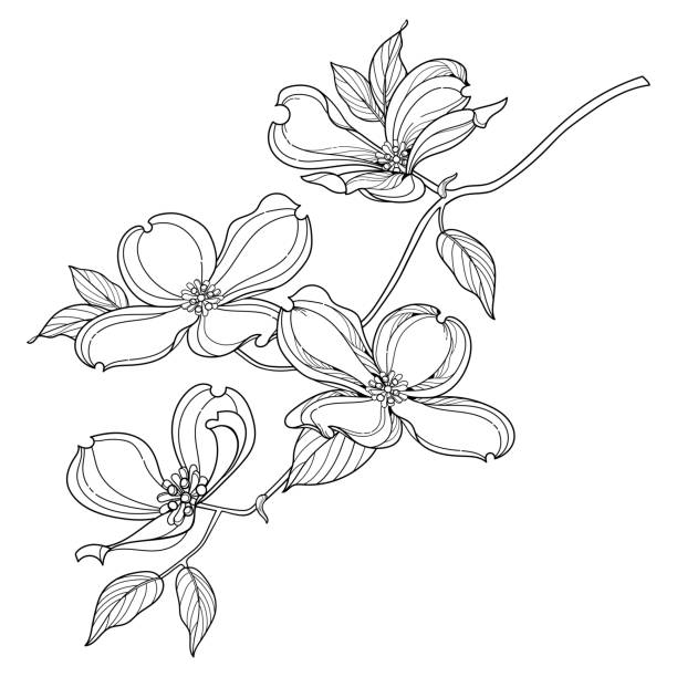 Dogwood tree white background stock illustrations royalty