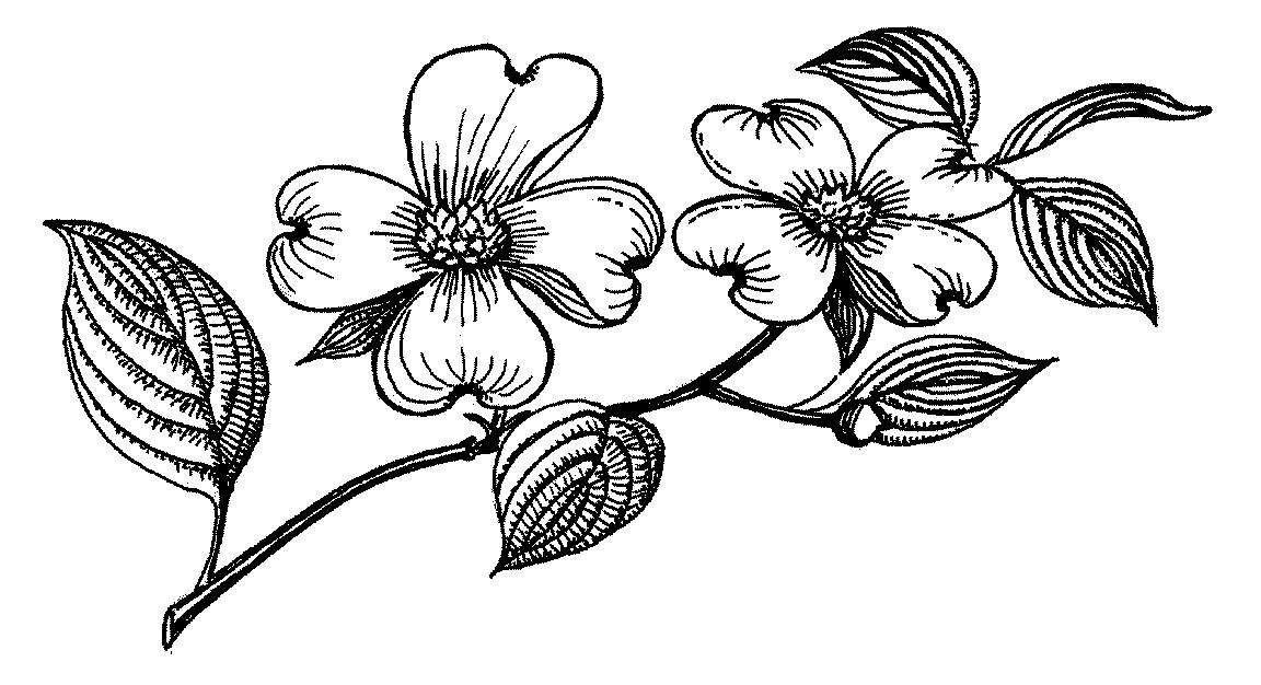 Dogwood tree clipart