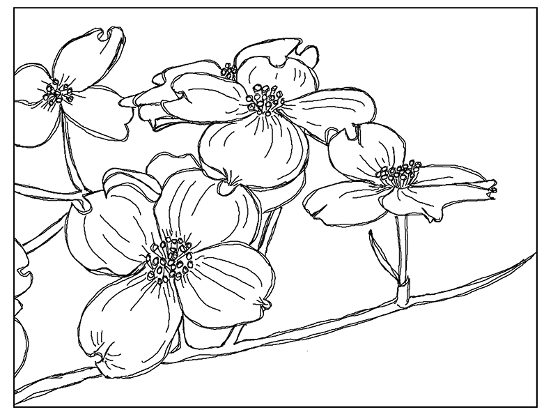 Dogwood background