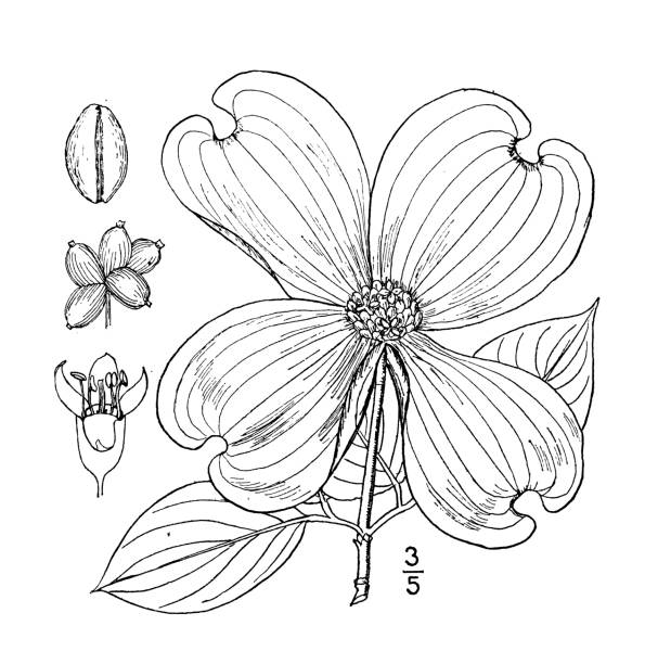 Flowering dogwood tree stock illustrations royalty