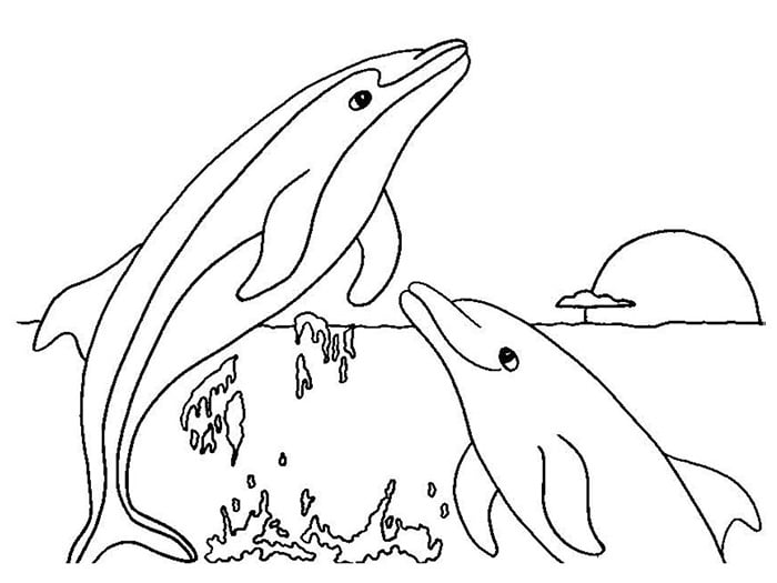 Dolphin