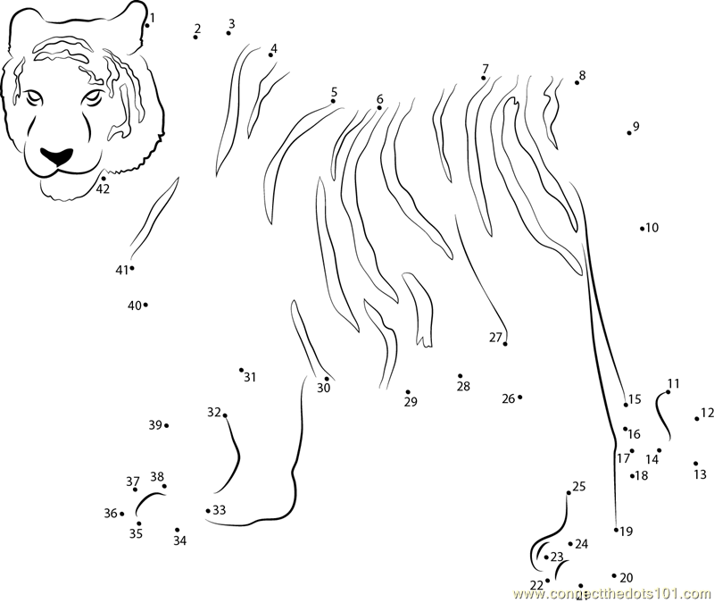 Siberian tiger dot to dot printable worksheet