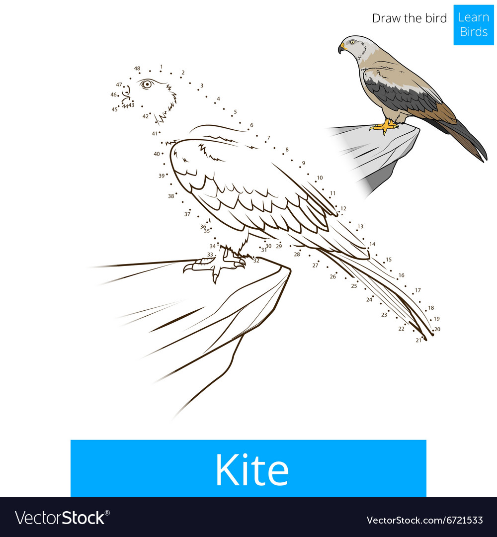 Kite bird learn birds coloring book royalty free vector