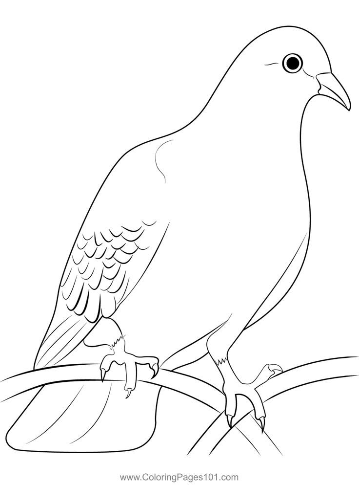 Dove coloring page in coloring pages coloring pages for kids printable coloring pages
