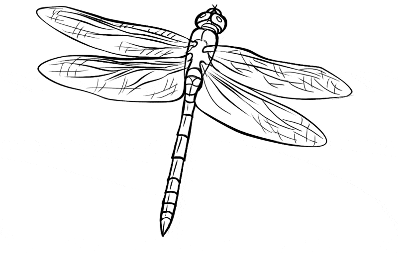 Free dragonfly coloring page