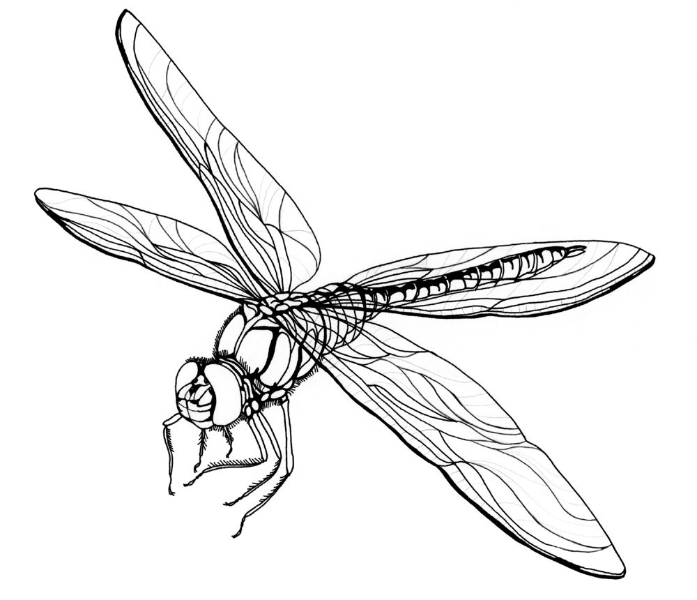 Free printable dragonfly coloring pages for kids dragonfly drawing fly drawing dragonfly