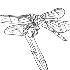 Dragonfly coloring pages printable for free download