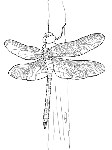 Green darner dragonfly coloring page free printable coloring pages