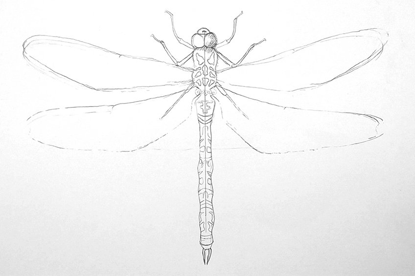 How to draw a dragonfly