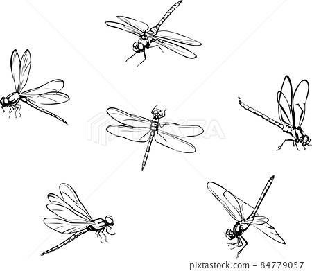 Dragonfly vector image of dragonflies flying