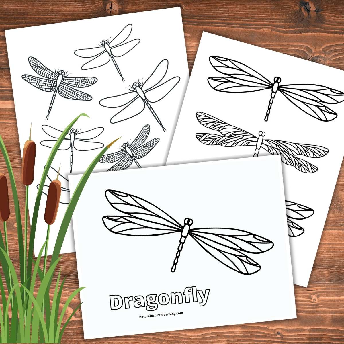 Realistic dragonfly coloring pages