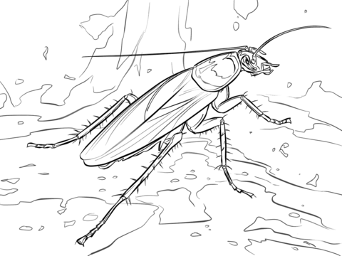American cockroach coloring page free printable coloring pages