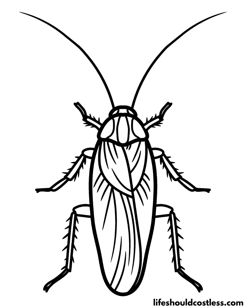 Cockroach coloring pages free printable pdf templates