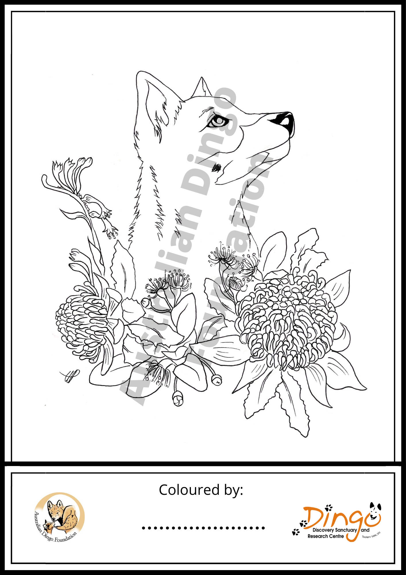 Dingo colouring pages australian dingo foundation store