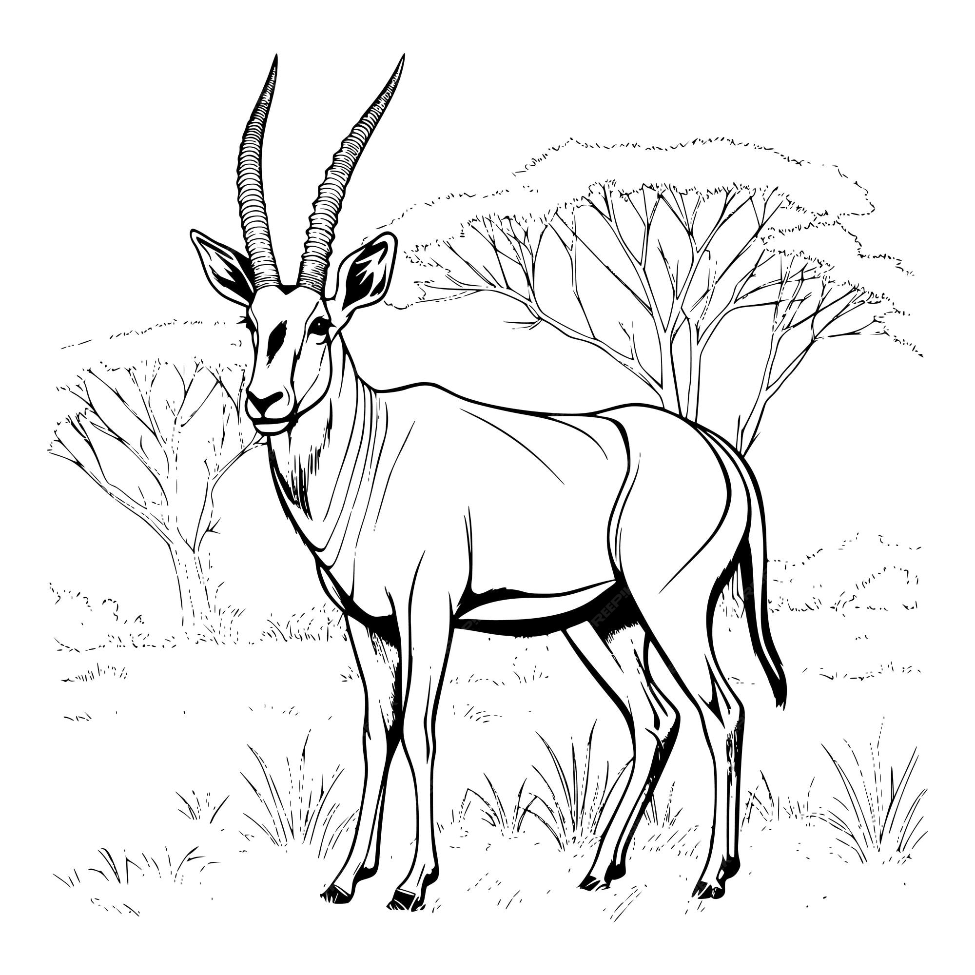 Premium vector antelope coloring pages for kids