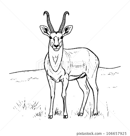 Antelope coloring pages for kids