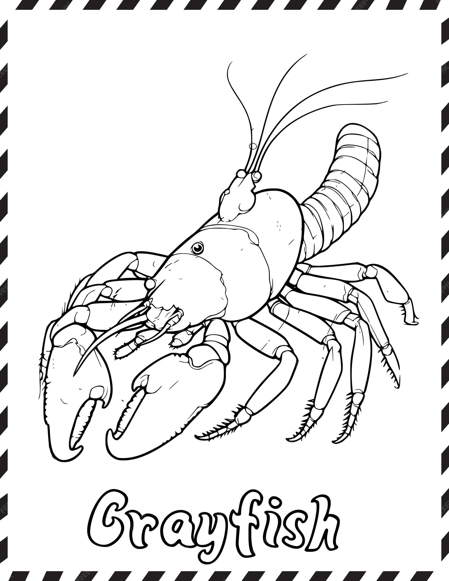 Premium vector crayfish coloring pages drawing for kids