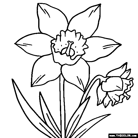 Daffodil flower online coloring page