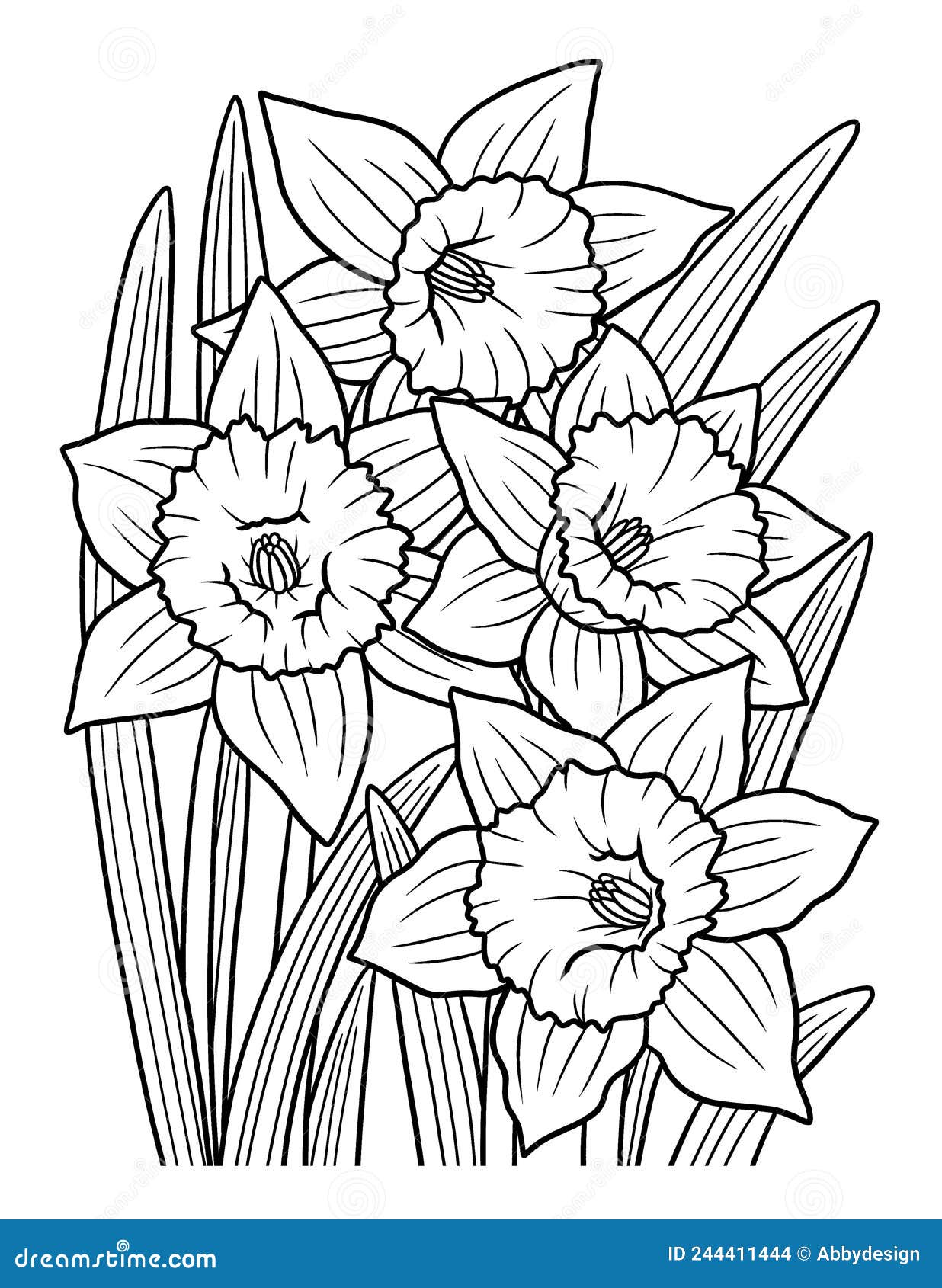 Daffodil flower coloring page for adults stock vector