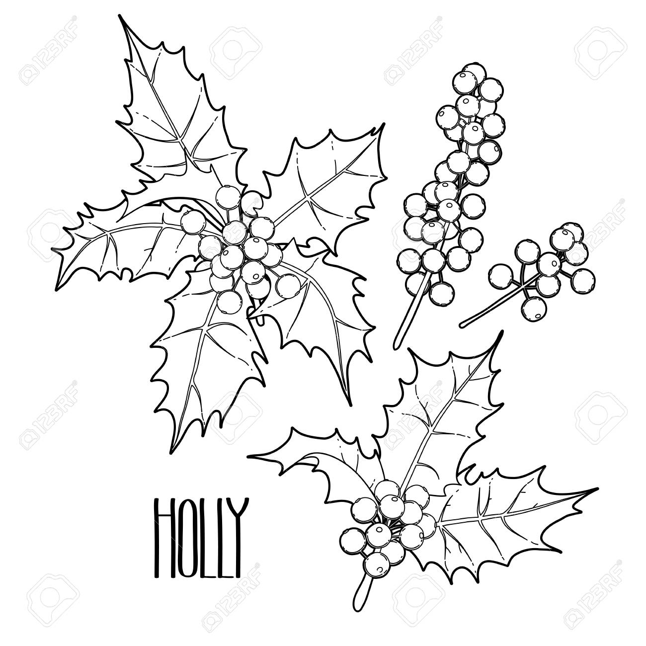 Christmas collection of graphic holly leaves and berries drawn in line art style coloring book page design for adults and kids royalty free svg cliparts vectors and stock illustration image