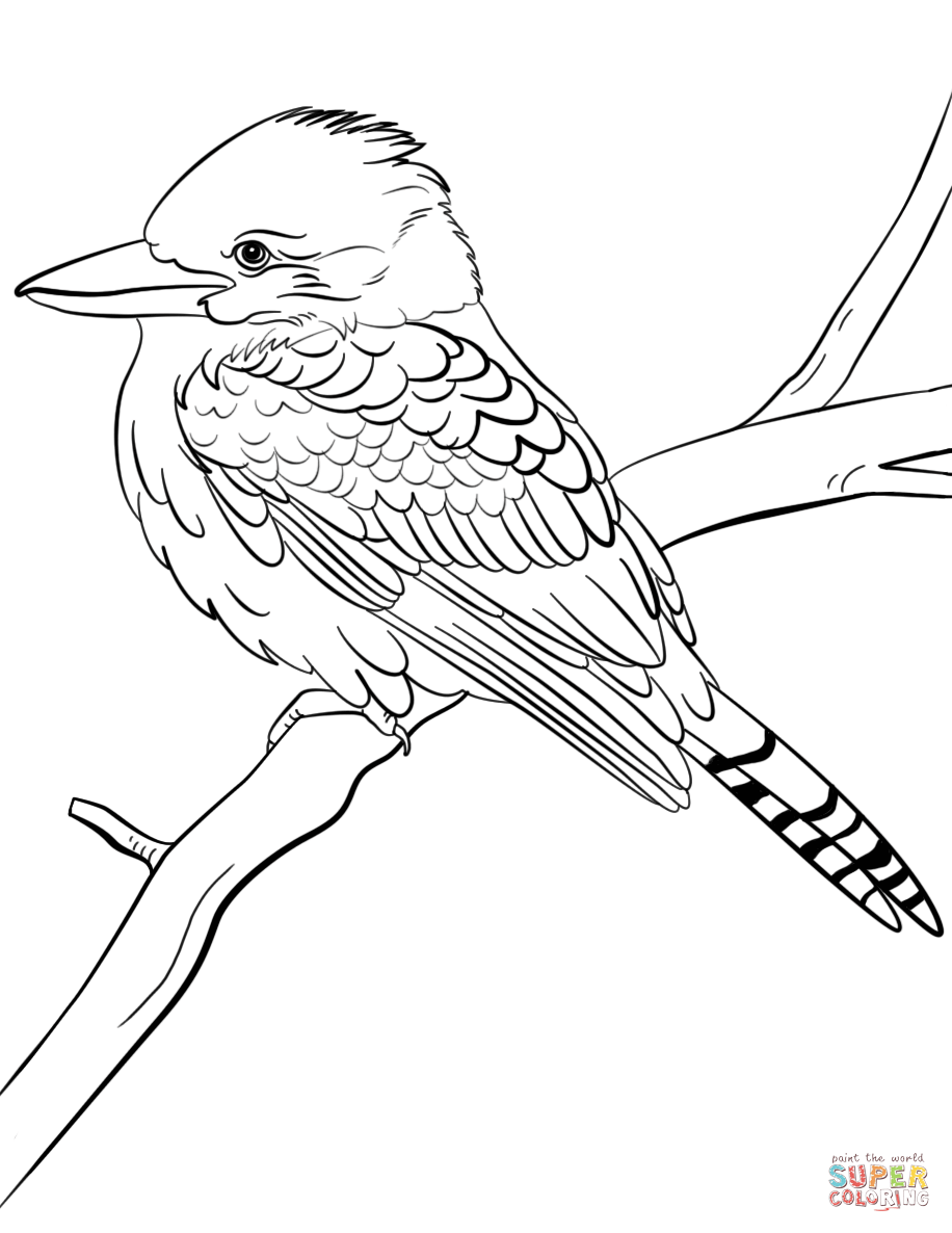Laughing kookaburra coloring page free printable coloring pages