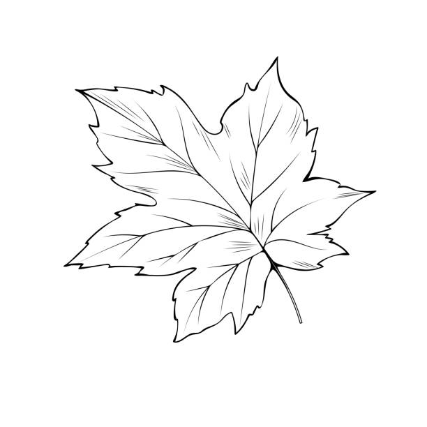 Maple tree leaf coloring book vector illustration stock illustration
